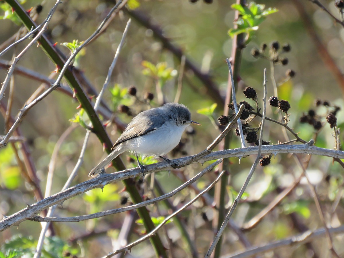 Blue-gray Gnatcatcher - ML269396921