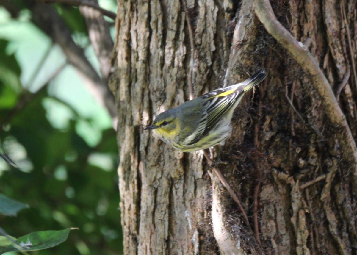 Yellow-rumped Warbler (Myrtle) - ML269398411