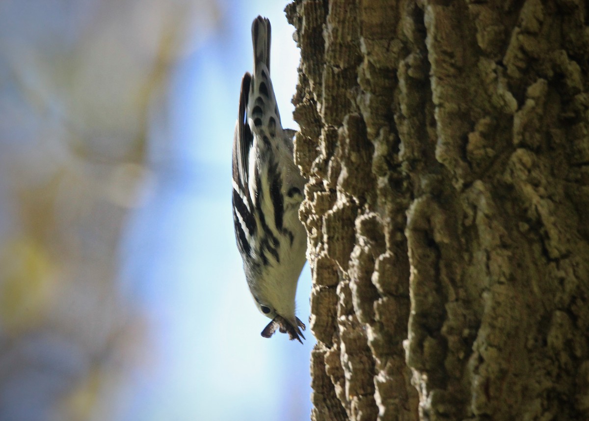 Black-and-white Warbler - ML269398461