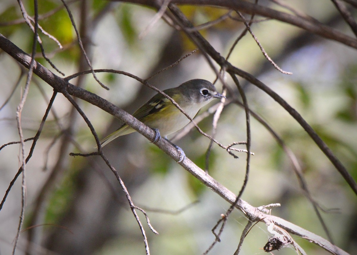 Vireo Solitario - ML269398671