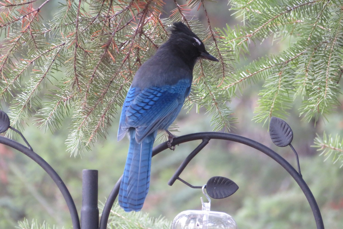 Steller's Jay - ML269398871