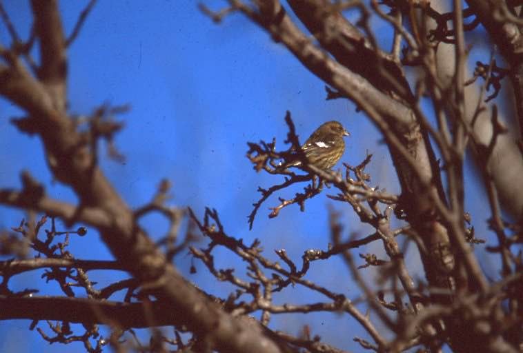 White-winged Crossbill - ML269400481