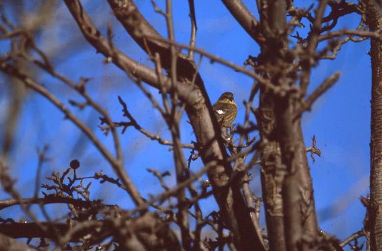 White-winged Crossbill - ML269400491