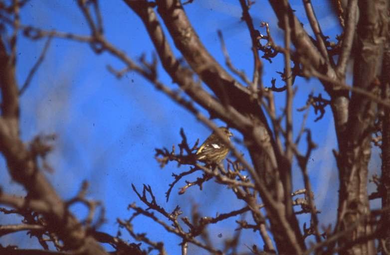 White-winged Crossbill - ML269400501