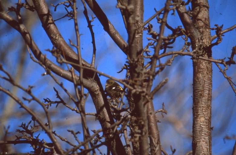 White-winged Crossbill - ML269400521