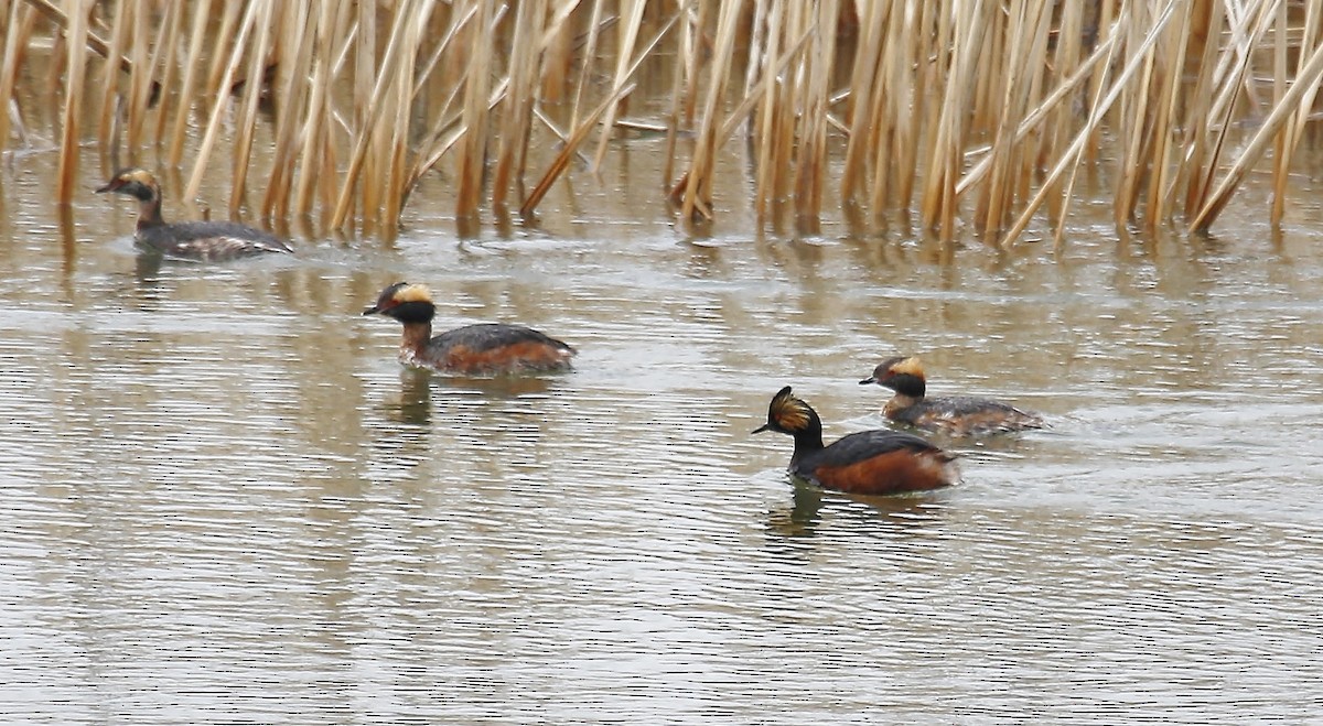 Eared Grebe - ML26940211