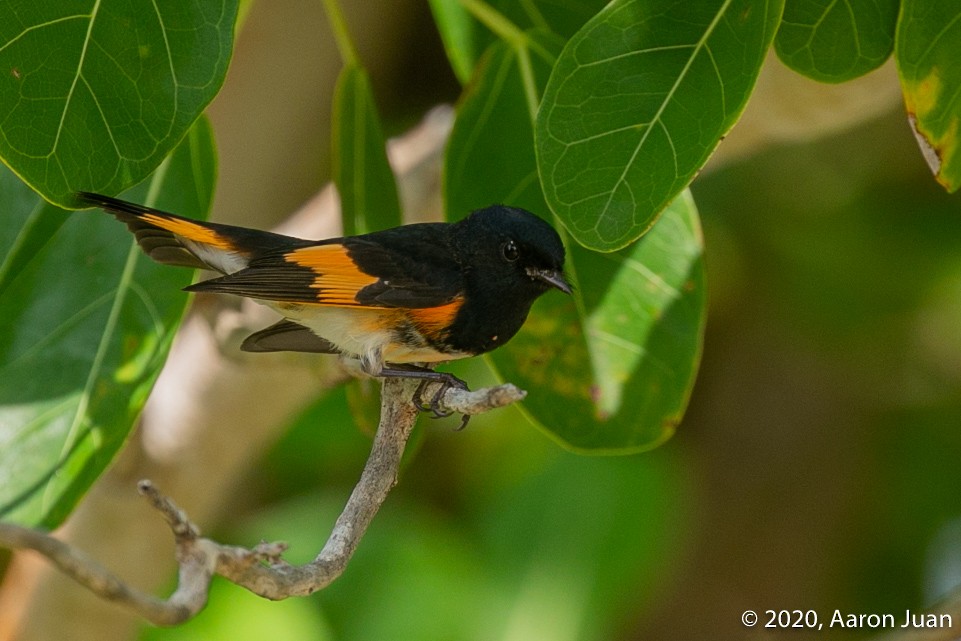 American Redstart - Aaron Juan