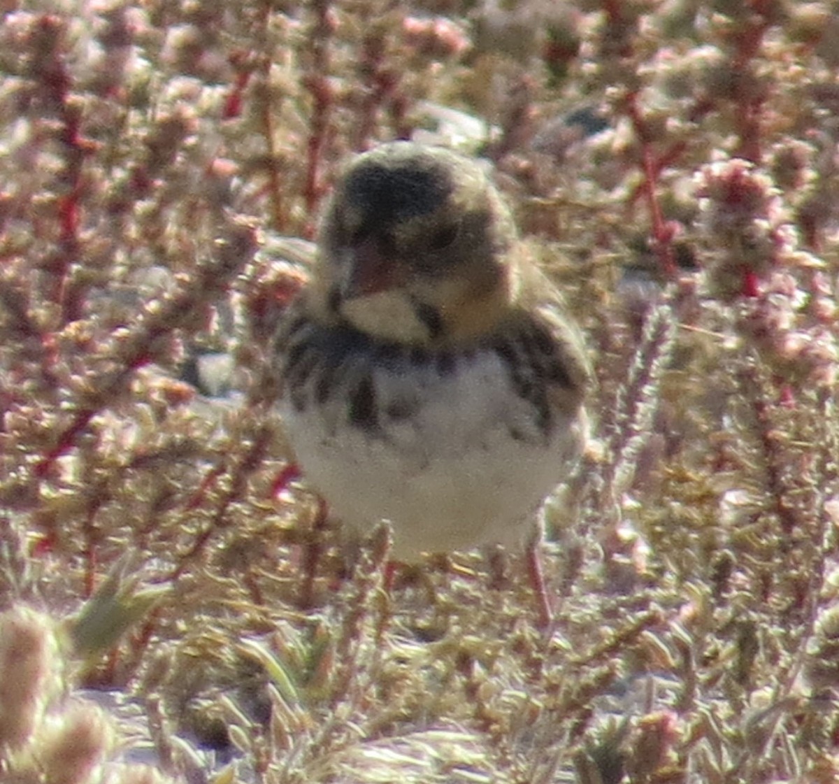 Harris's Sparrow - ML269403211