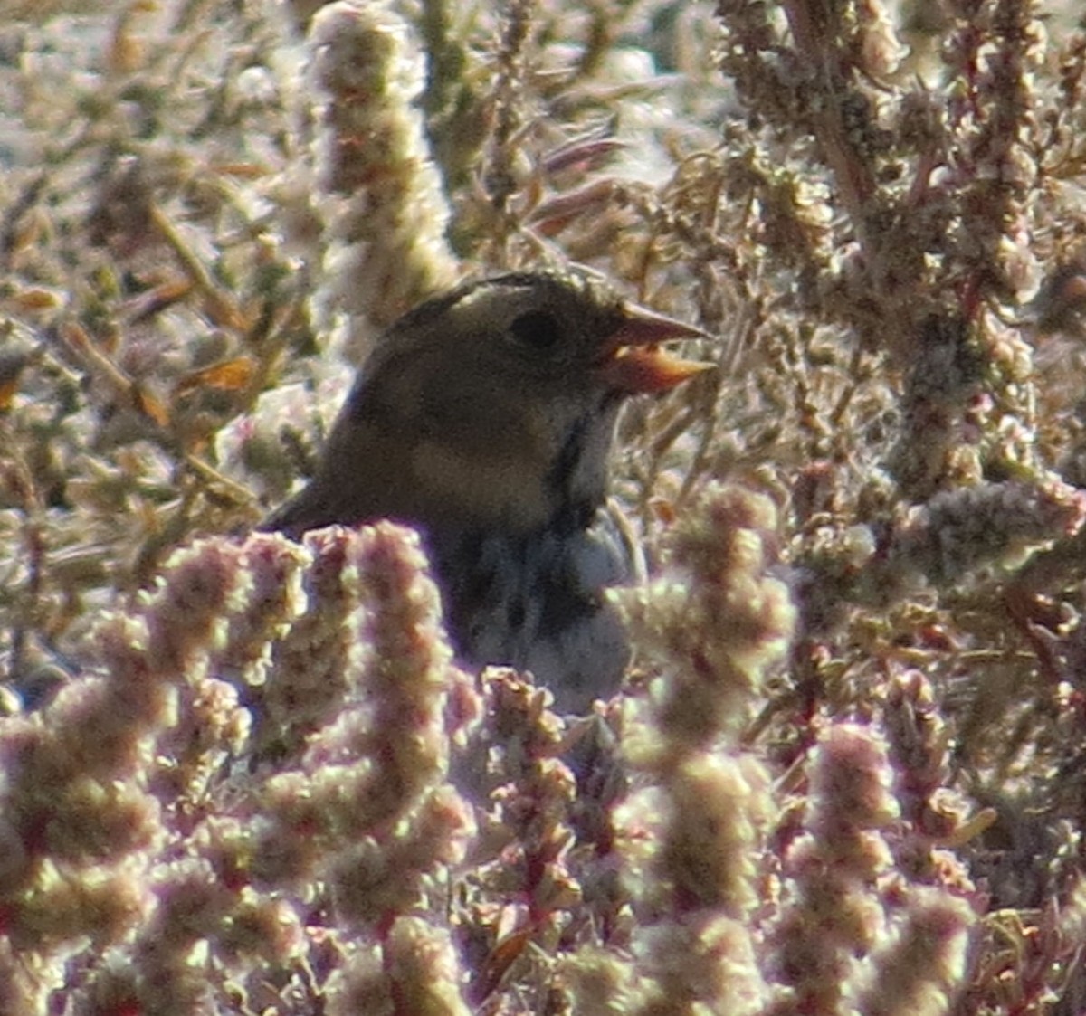 Harris's Sparrow - Susan Patla