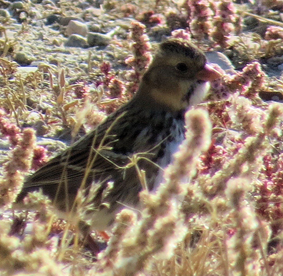 Harris's Sparrow - Susan Patla