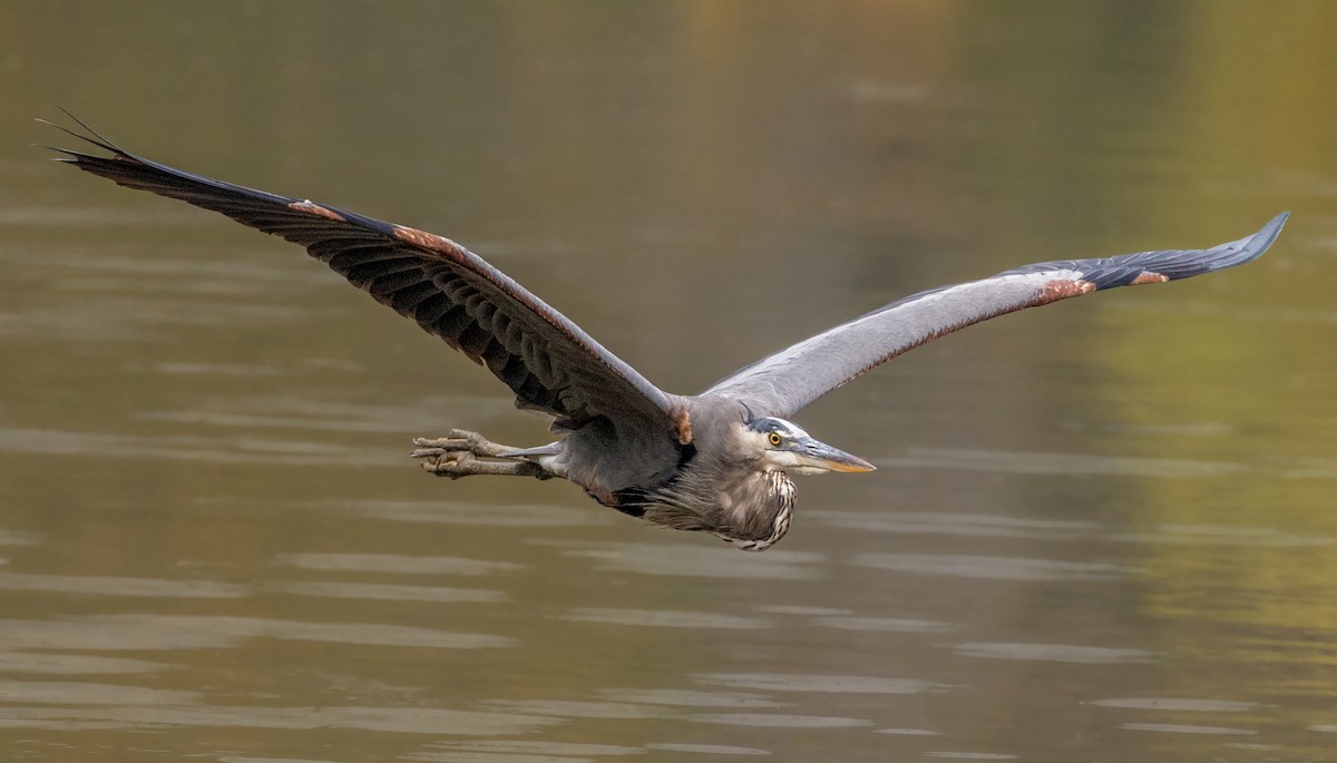 Great Blue Heron - ML269403631