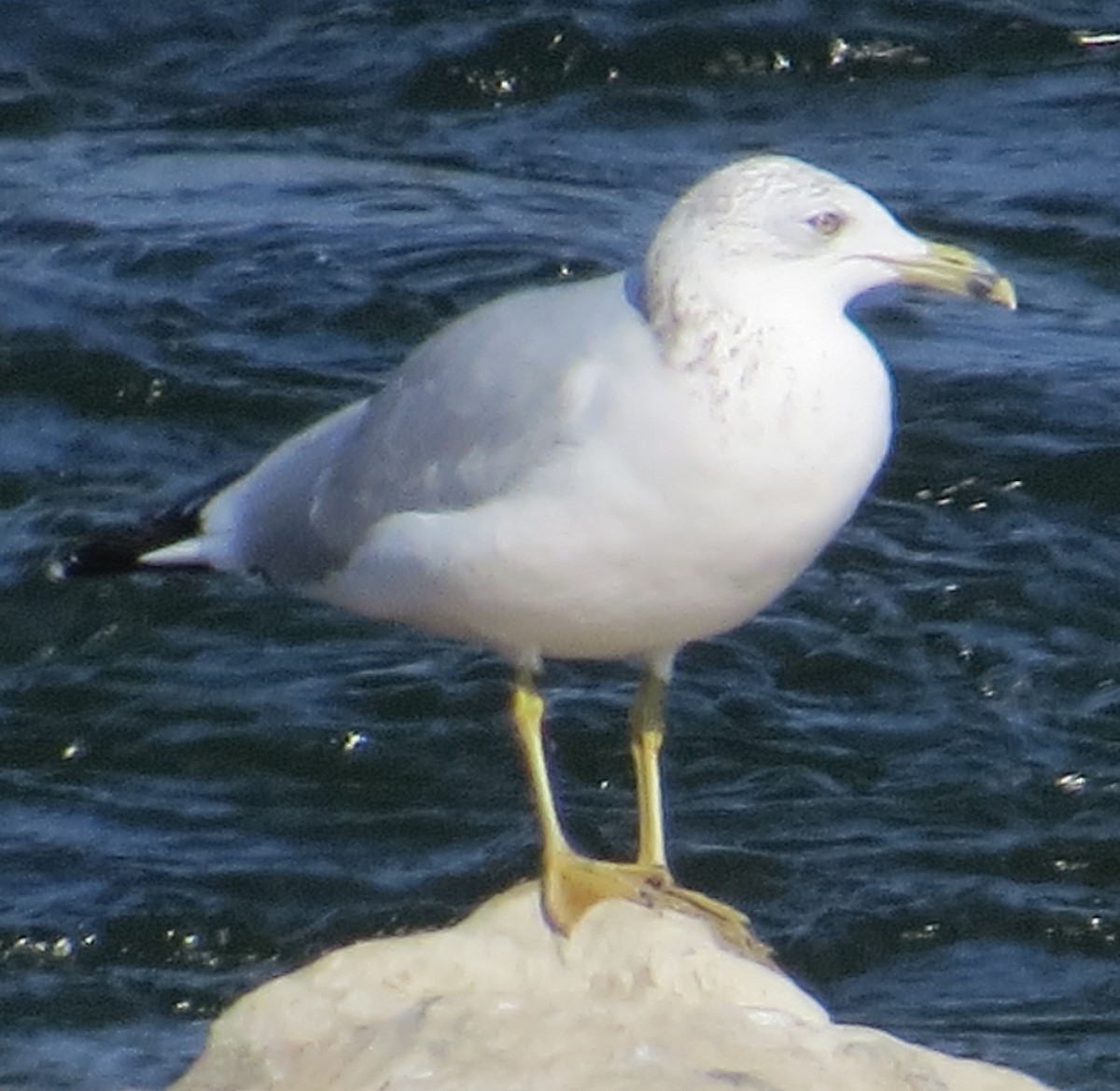 Ring-billed Gull - ML269404801