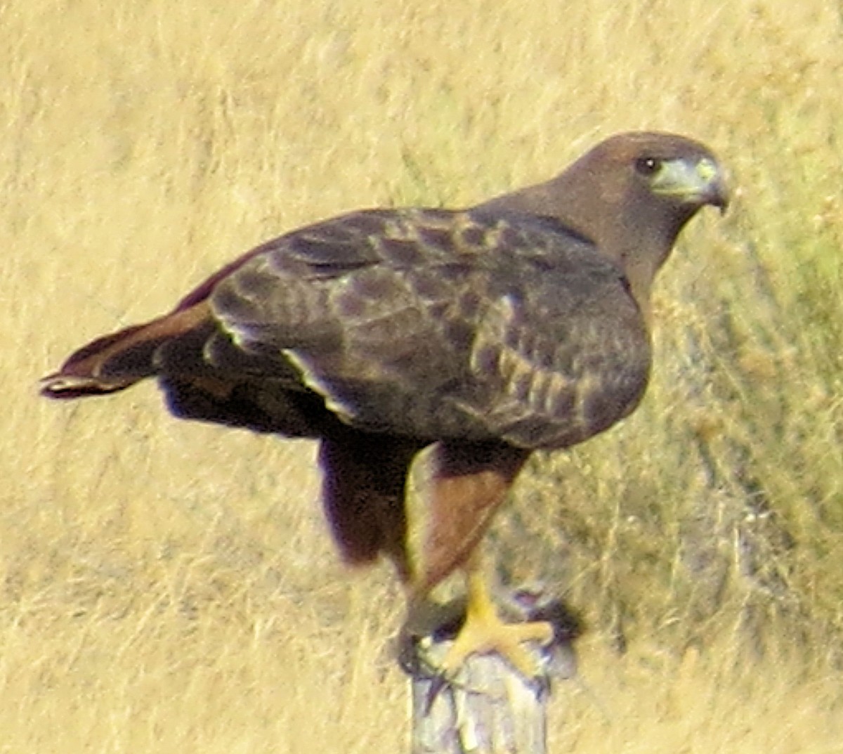 Red-tailed Hawk - Susan Patla