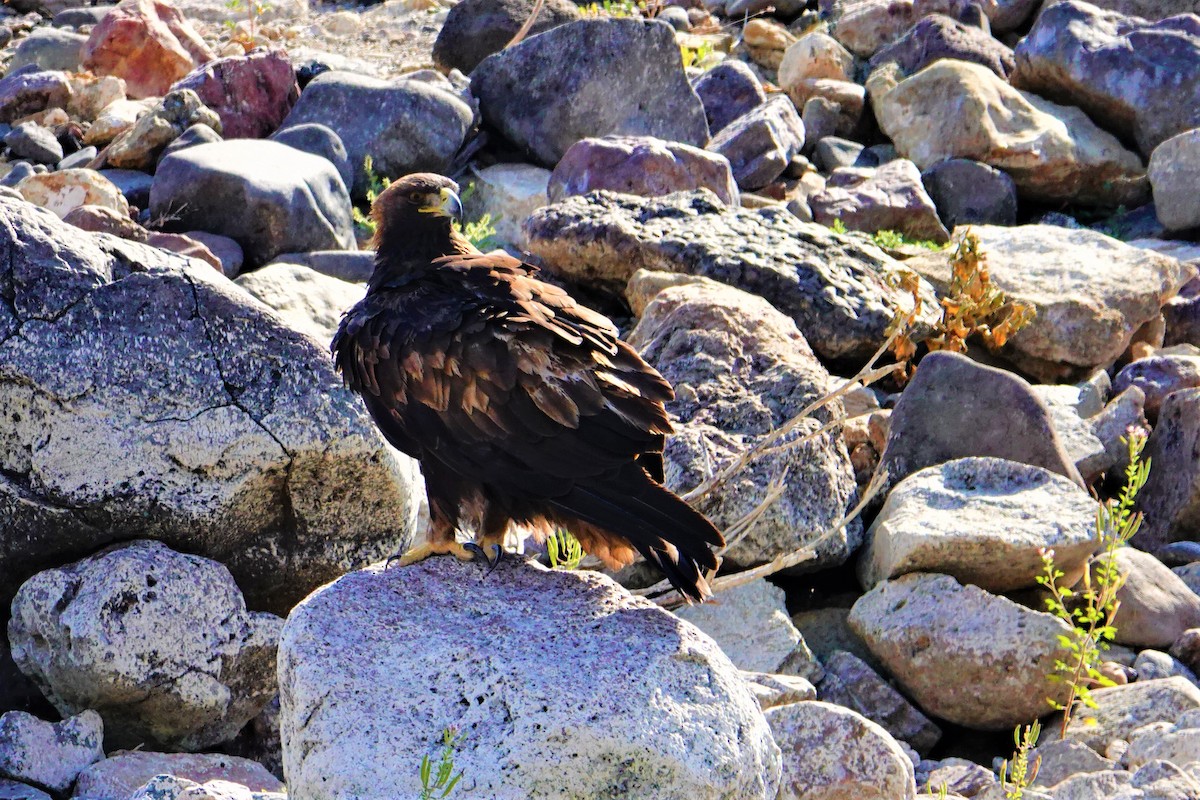 Golden Eagle - ML269405041