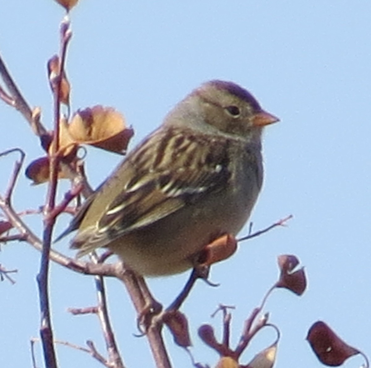 Bruant à couronne blanche - ML269405251