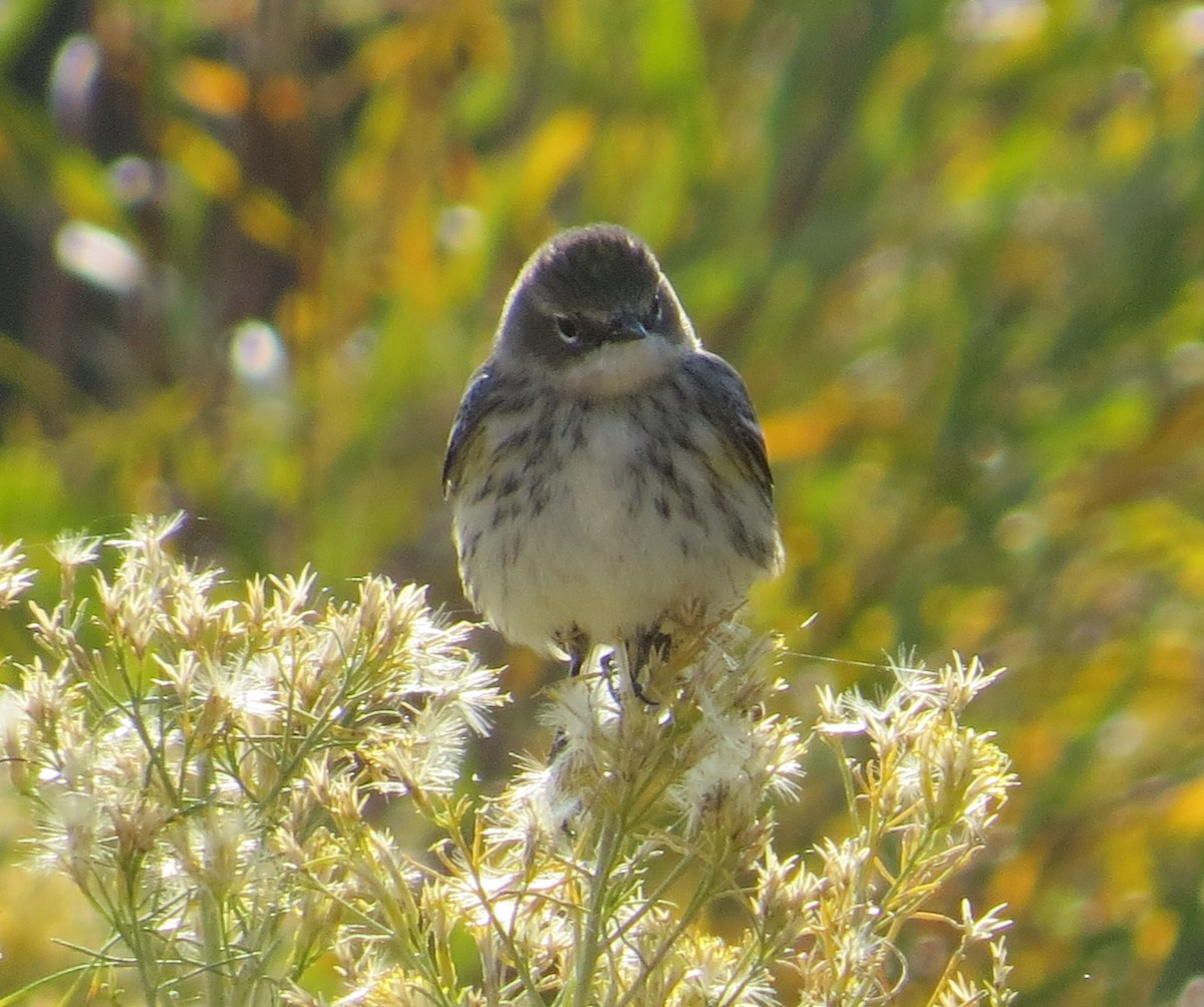 Yellow-rumped Warbler (Myrtle) - ML269405751