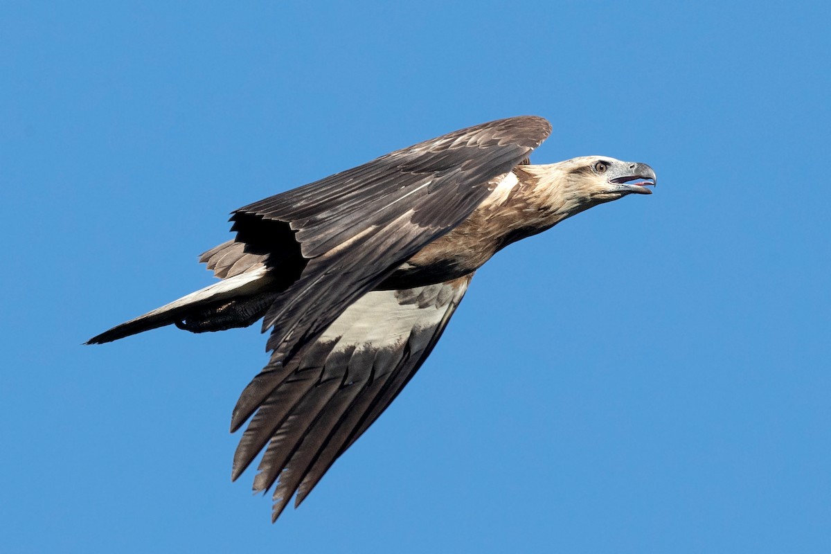 Weißbauch-Seeadler - ML269405841