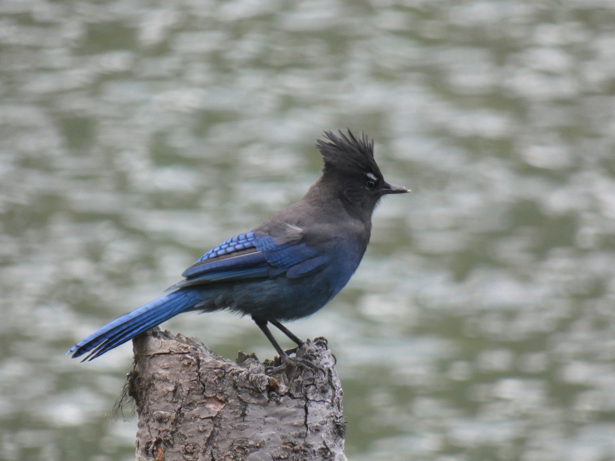 Steller's Jay - ML269406141