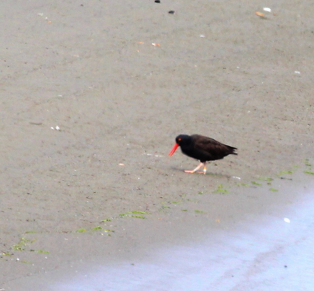 Black Oystercatcher - ML26940661