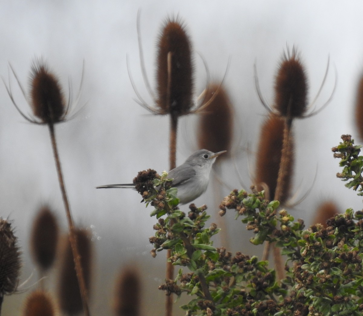 Blue-gray Gnatcatcher - Team Ona