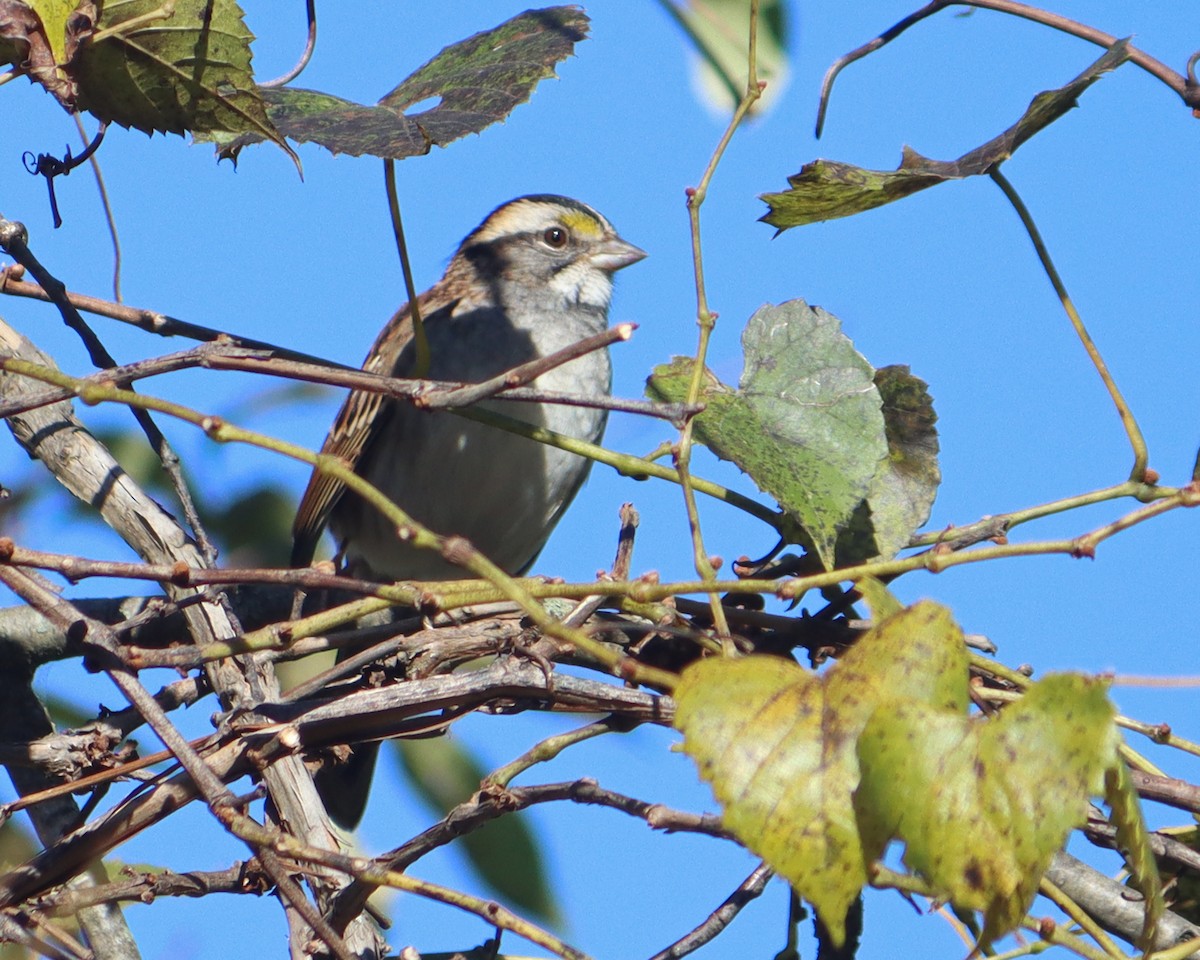 White-throated Sparrow - ML269407231