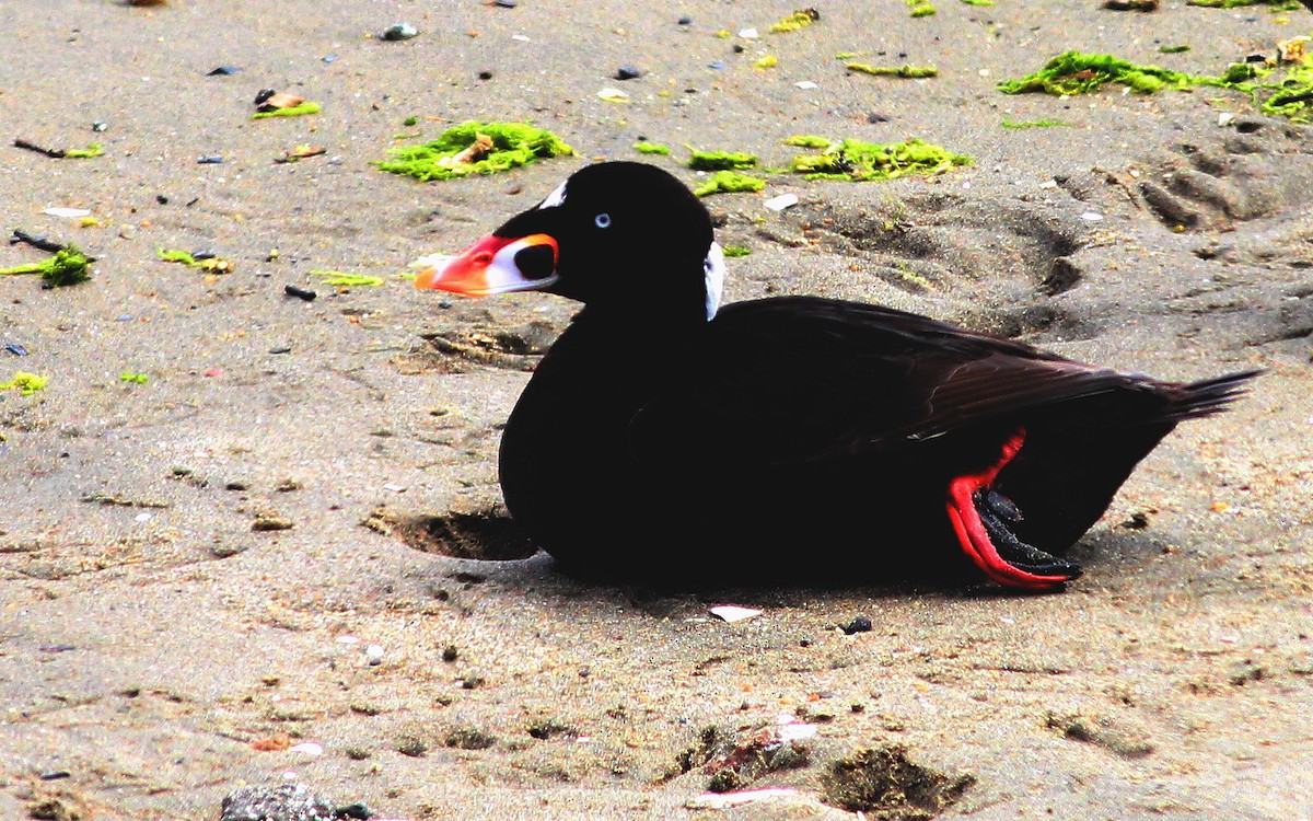 Surf Scoter - ML26940751