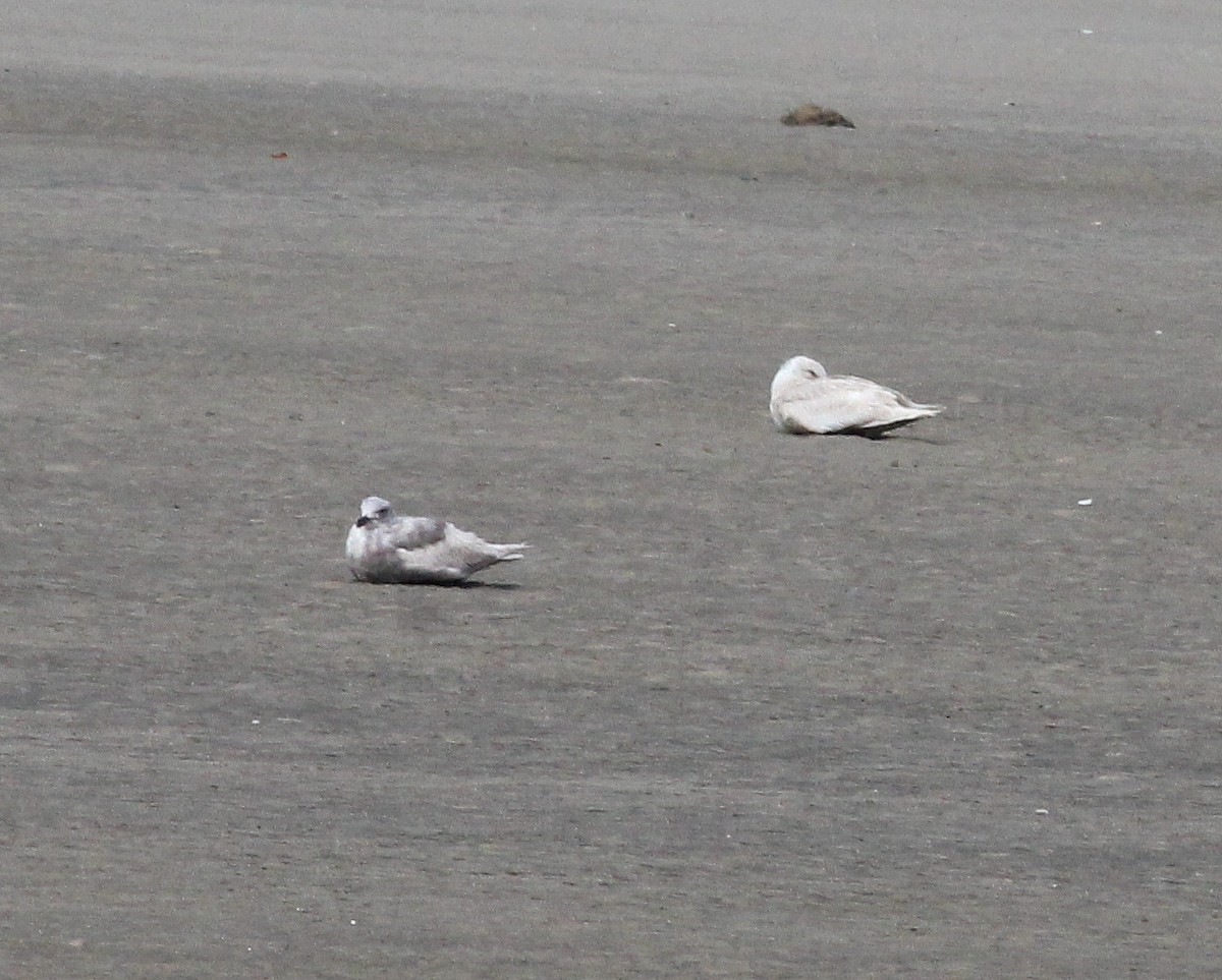 Glaucous-winged Gull - Paul Fenwick