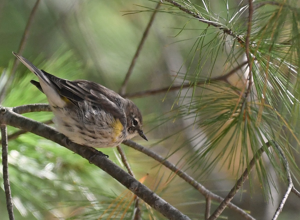 キヅタアメリカムシクイ - ML269409941