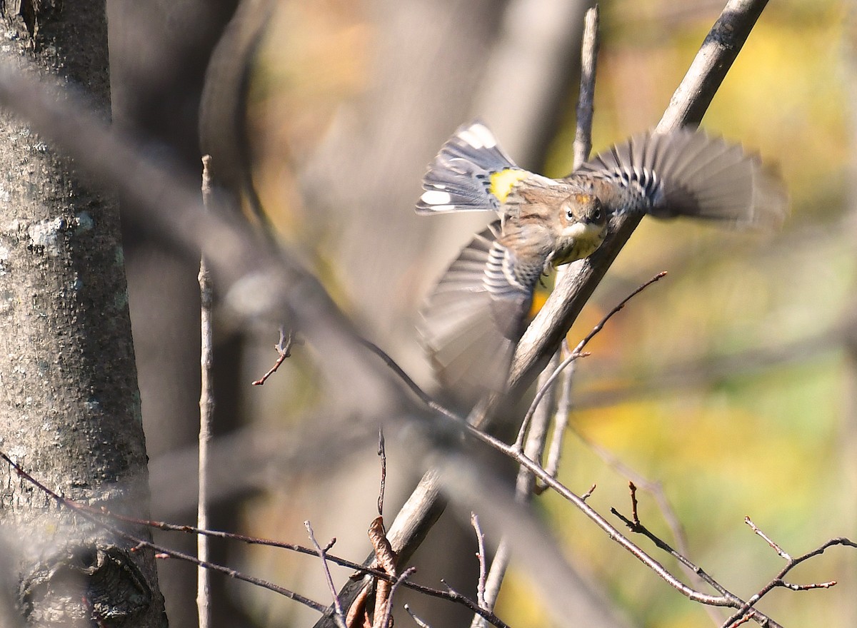 キヅタアメリカムシクイ - ML269409951