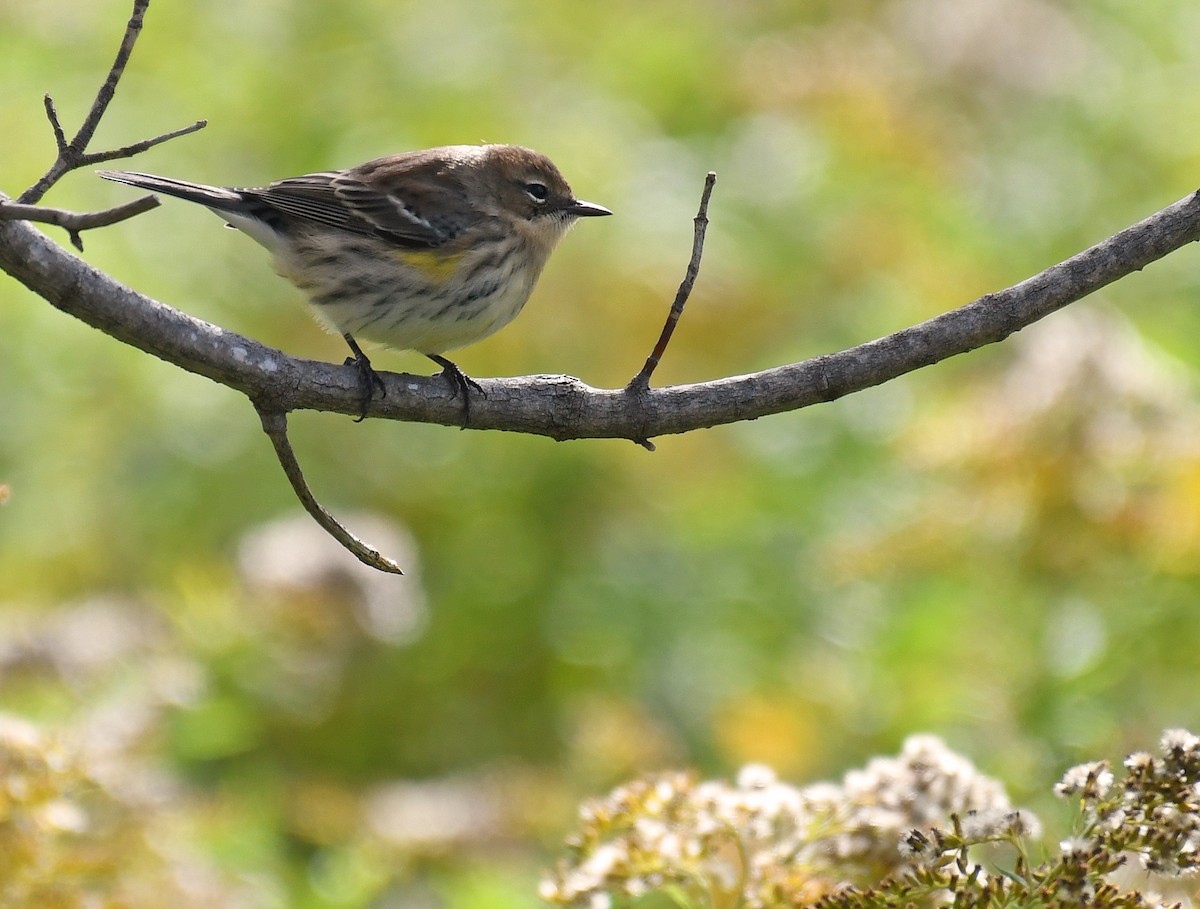 キヅタアメリカムシクイ - ML269409961