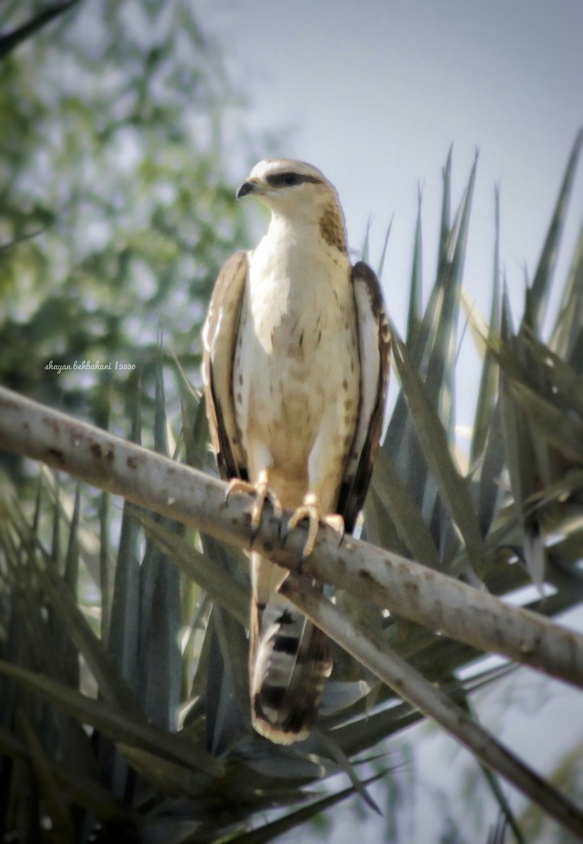 European Honey-buzzard - ML269410711