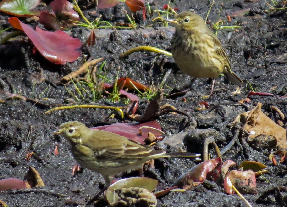 American Pipit - ML269411601