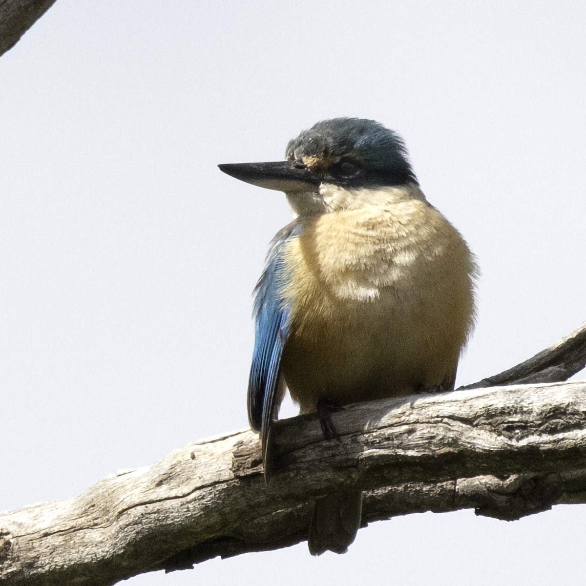 Sacred Kingfisher - ML269412371