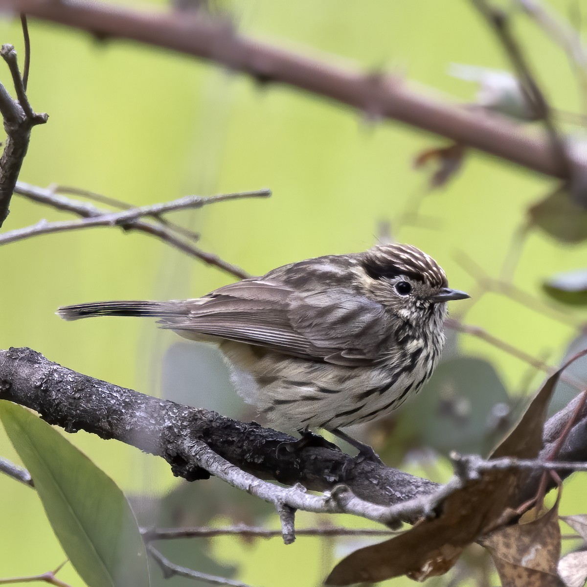 Speckled Warbler - ML269412451