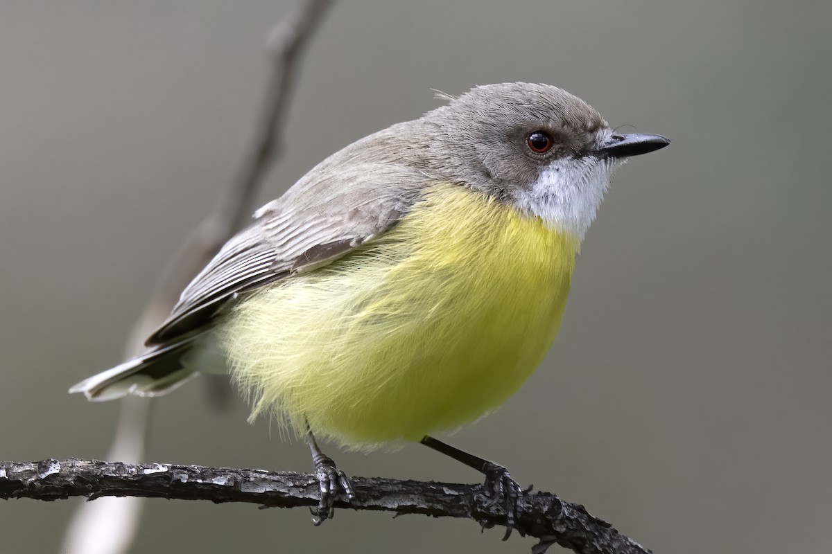 White-throated Gerygone - ML269412471