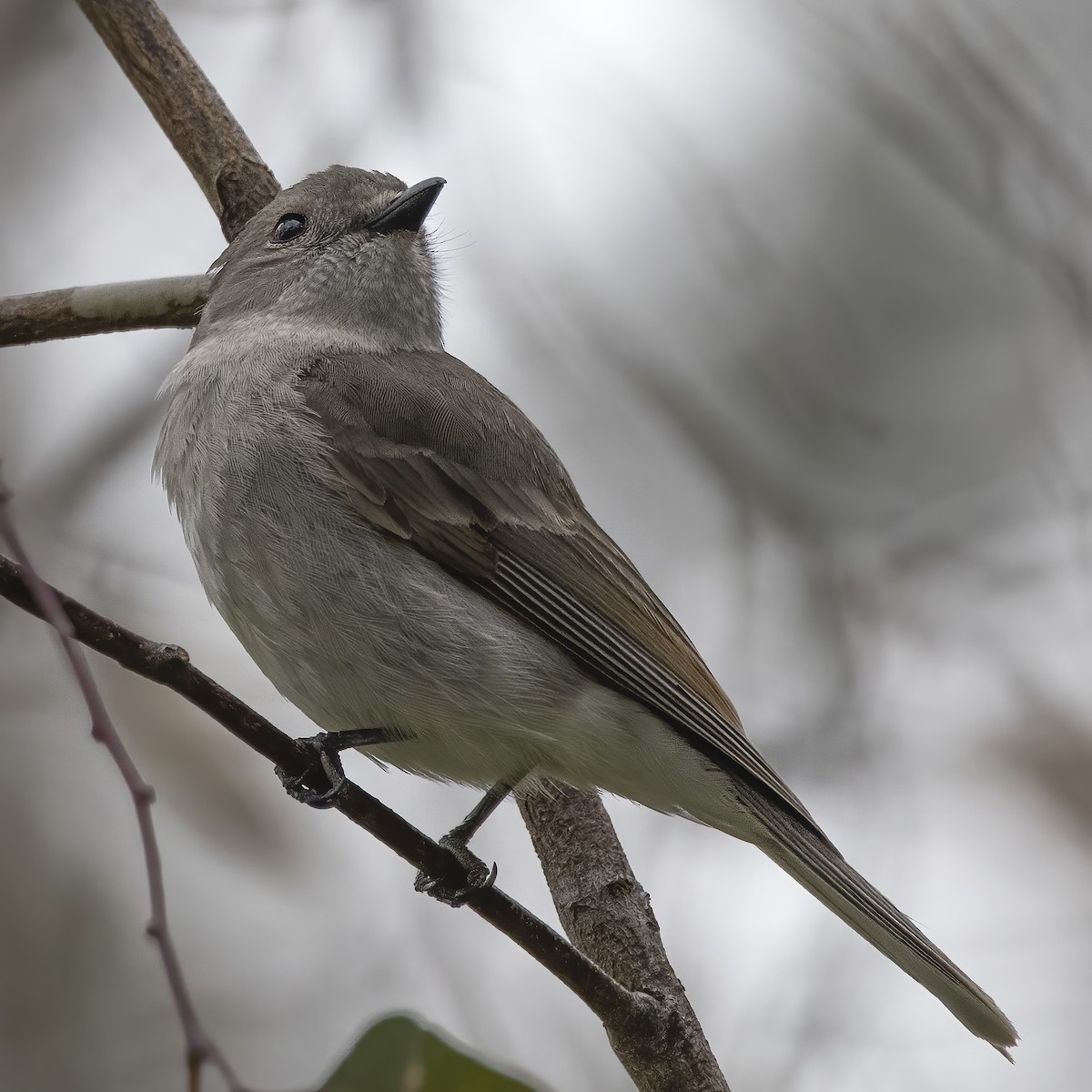 Golden Whistler (Eastern) - ML269412521