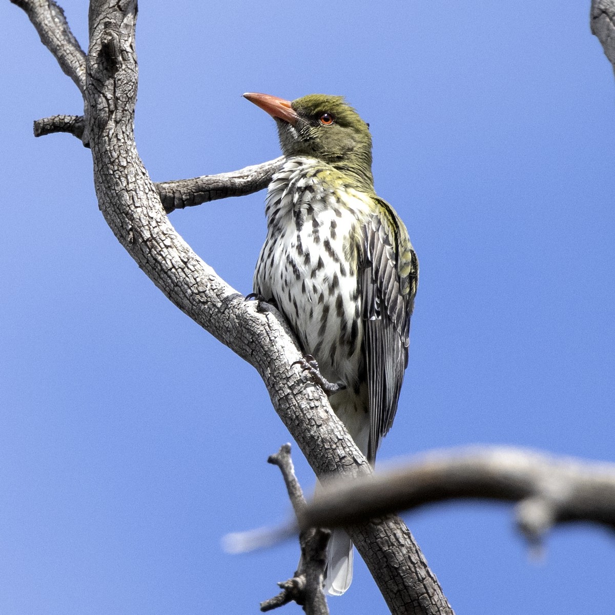 Olive-backed Oriole - ML269412681