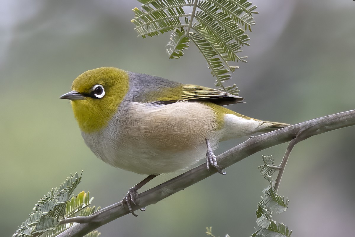 Silvereye - ML269412951