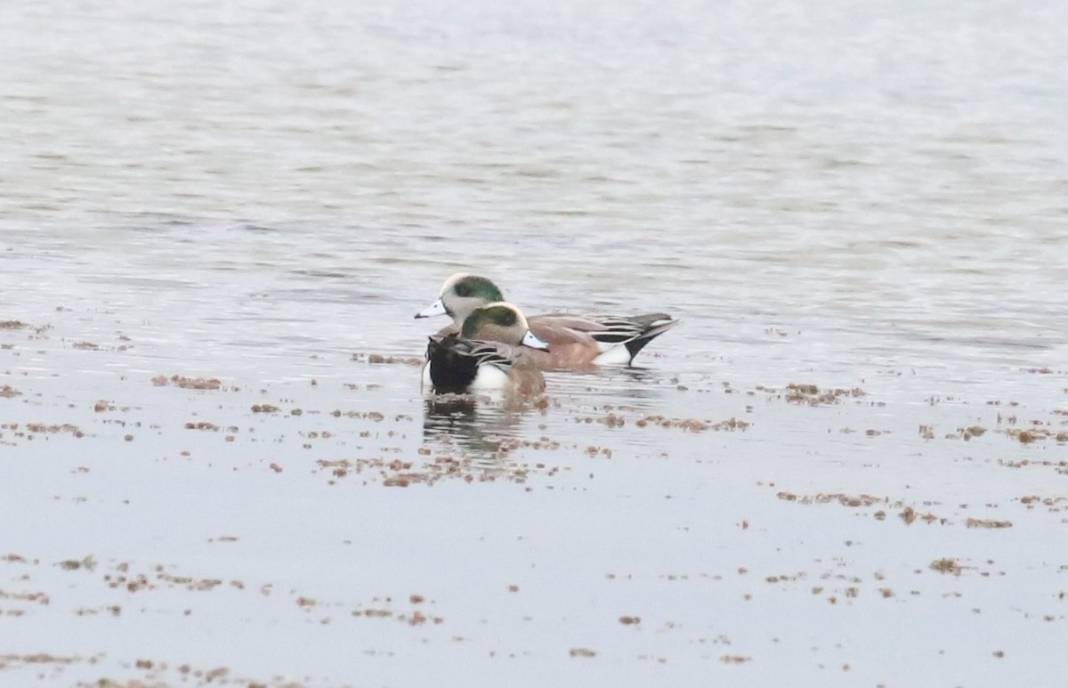 American Wigeon - ML269414751