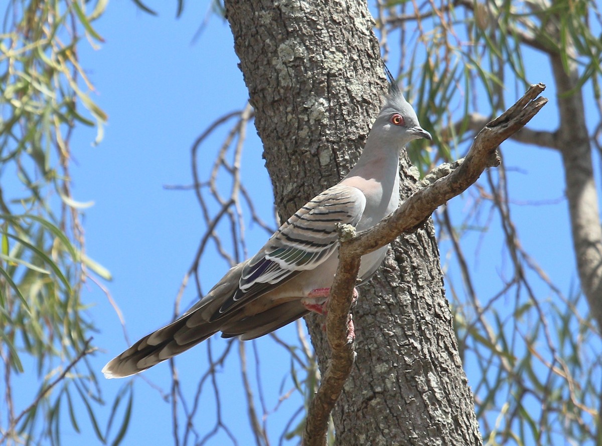 Crested Pigeon - ML269414791