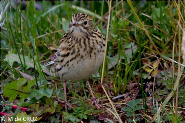 Correndera Pipit - ML26941481