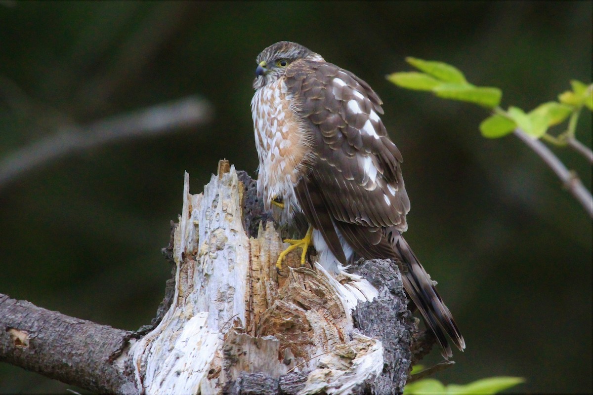 Sharp-shinned Hawk - Kent Forward