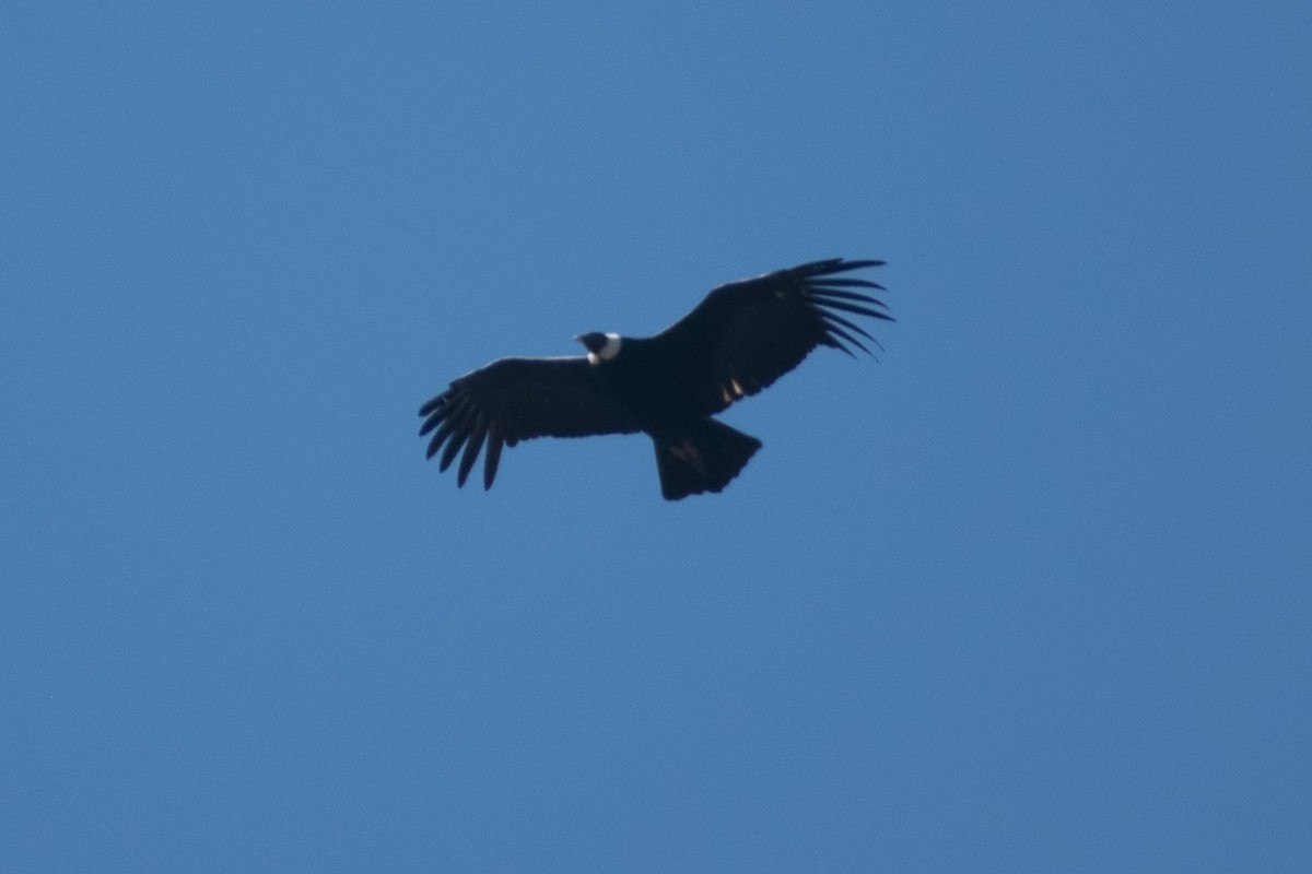 Andean Condor - ML269415151
