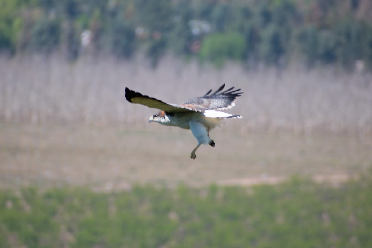 Variable Hawk - ML269415201