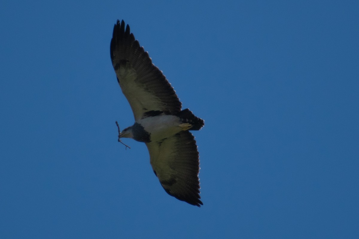 Black-chested Buzzard-Eagle - ML269415281