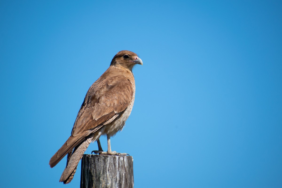 Chimango Caracara - ML269415321
