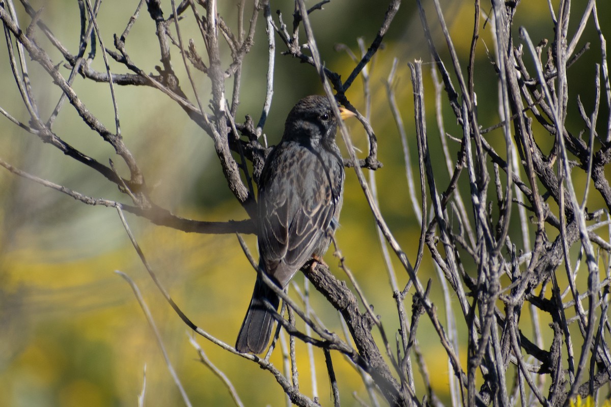 Mourning Sierra Finch - ML269415341