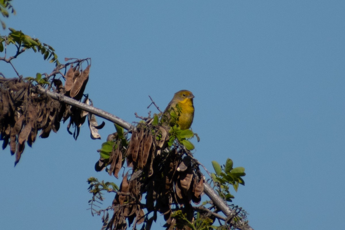 Grassland Yellow-Finch - ML269415351