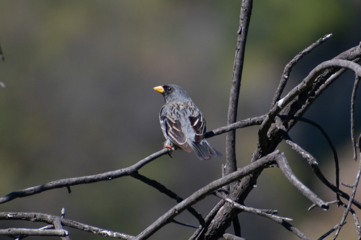 Mourning Sierra Finch - ML269415541