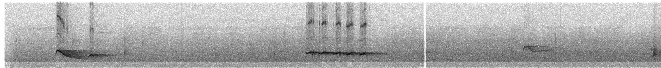 Lawrence's Thrush - ML269416171